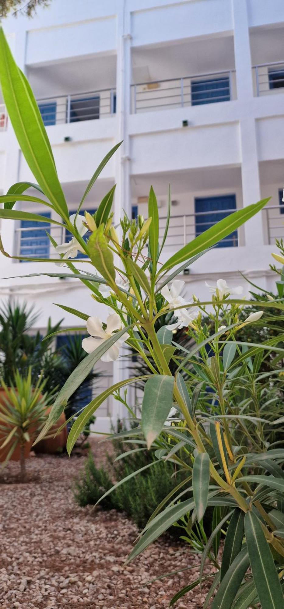 Apartamentos Costamar II Es Pujols Exterior foto